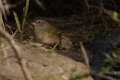 Olive Sparrow 2014-01-25_2